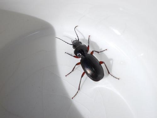 Pterostichus madidus