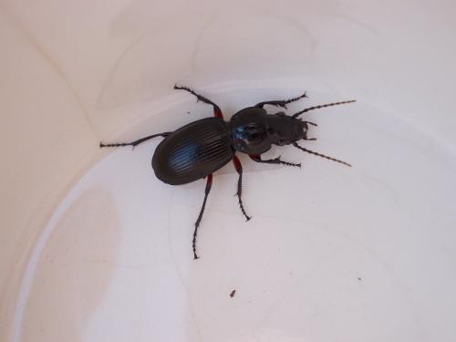 Pterostichus madidus