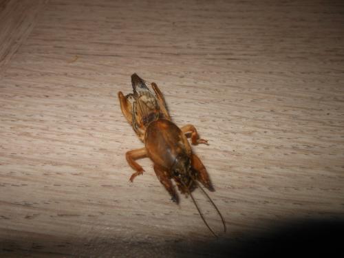 Gryllotalpa sp.