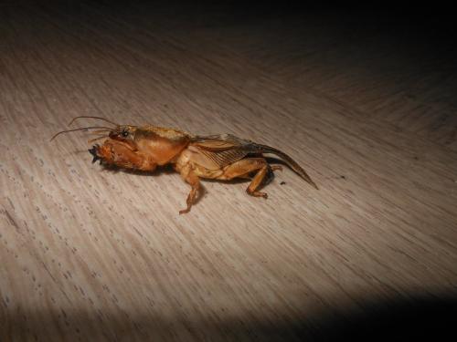 Gryllotalpa sp.