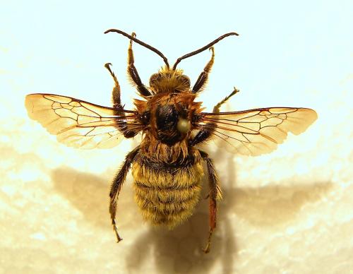 Bombus laesus mocsaryi