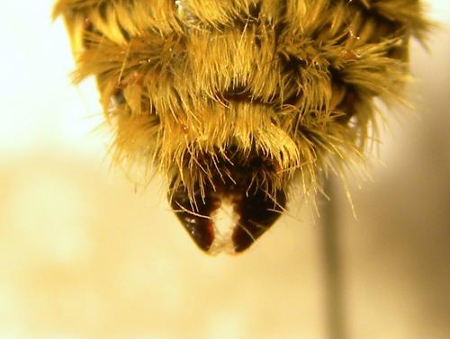 Bombus laesus mocsaryi