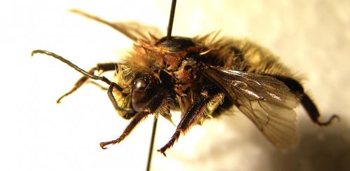 Bombus laesus mocsaryi