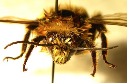 Bombus laesus mocsaryi