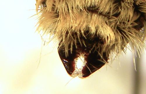 Bombus laesus mocsaryi