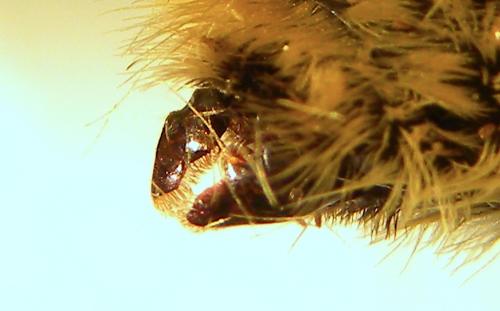 Bombus laesus mocsaryi