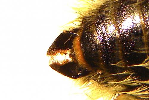 Bombus laesus mocsaryi