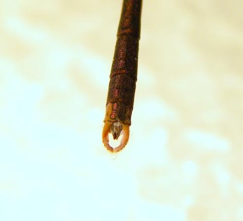 Réf. 130 470 : Sympecma fusca