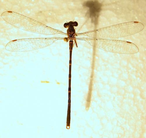 Sympecma fusca