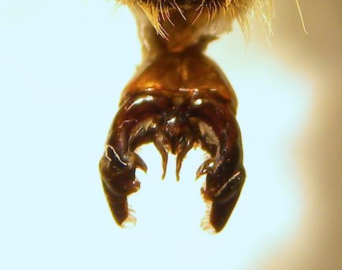 Réf. 130 614 : Bombus laesus mocsaryi