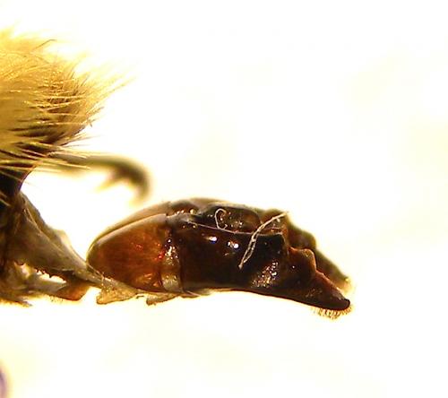 Bombus laesus mocsaryi