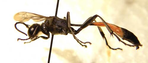 Ammophila sabulosa