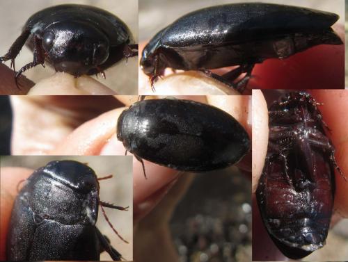 Meladema coriacea