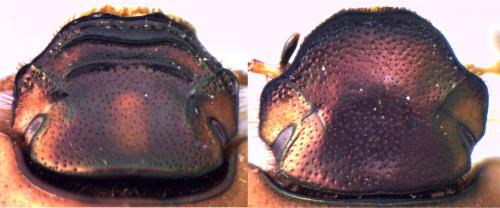 Réf. 130 105 : Euoniticellus fulvus