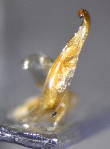 Réf. 130 251 : Pterostichus amblypterus