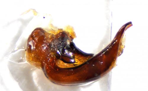 Pterostichus amblypterus