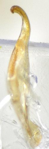 Réf. 130 496 : Pterostichus amblypterus