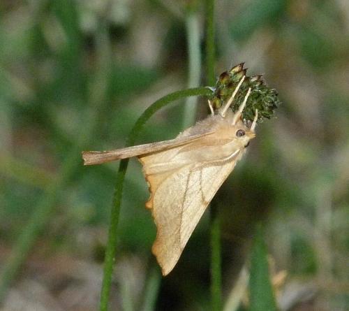 Réf. 130 287 : Ennomos fuscantaria