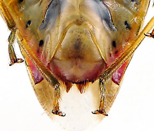 Elasmostethus interstinctus