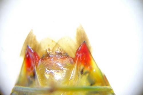 Elasmostethus interstinctus