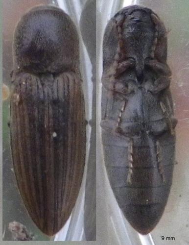 Agriotes lineatus