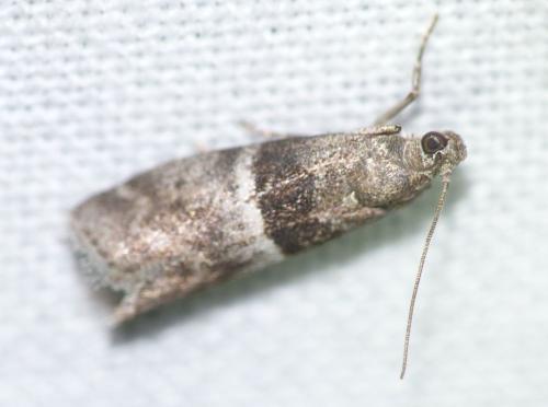 Réf. 130 285 : Elegia atrifasciella