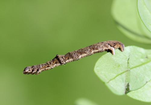 Epione repandaria