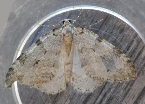 Epirrita christyi
