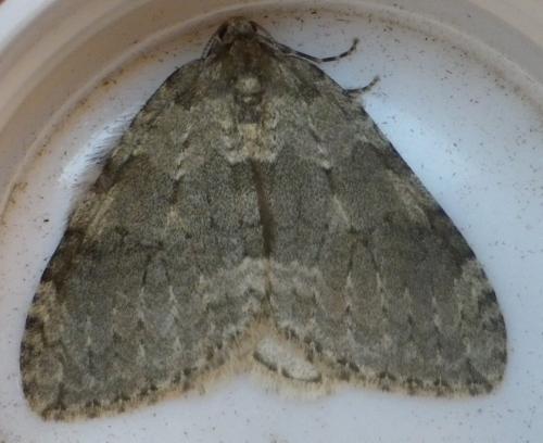 Réf. 130 317 : Epirrita dilutata