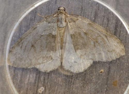 Réf. 130 319 : Epirrita dilutata