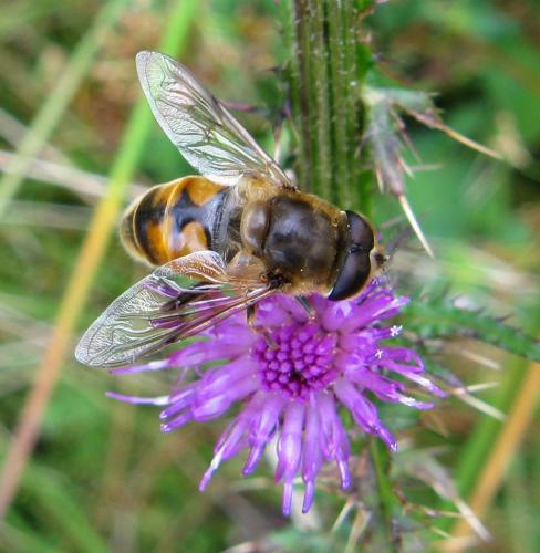 Eristalis tenax