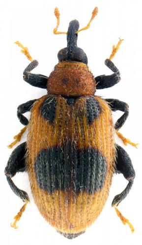 Orchestes alni