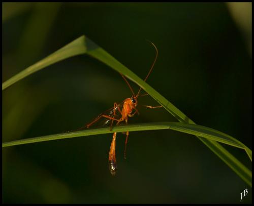 Réf. 130 968 : Enicospilus ramidulus