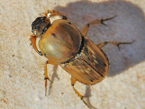 Réf. 130 066 : Euoniticellus fulvus