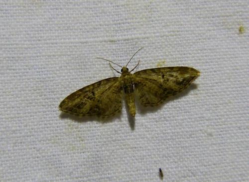Eupithecia exiguata
