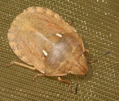 Eurygaster maura