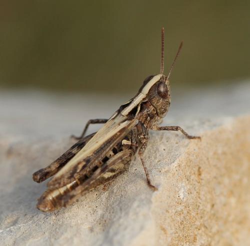 Réf. 130 109 : Omocestus petraeus