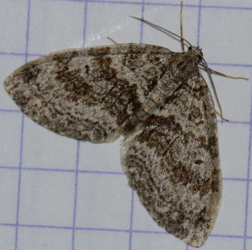 Réf. 130 681 : Nothocasis sertata