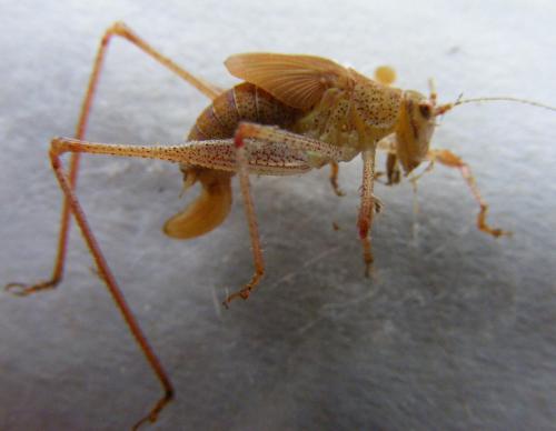 Phaneroptera sp.