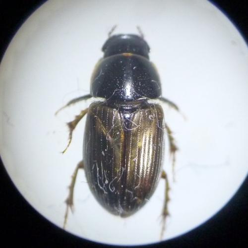 Melinopterus prodromus