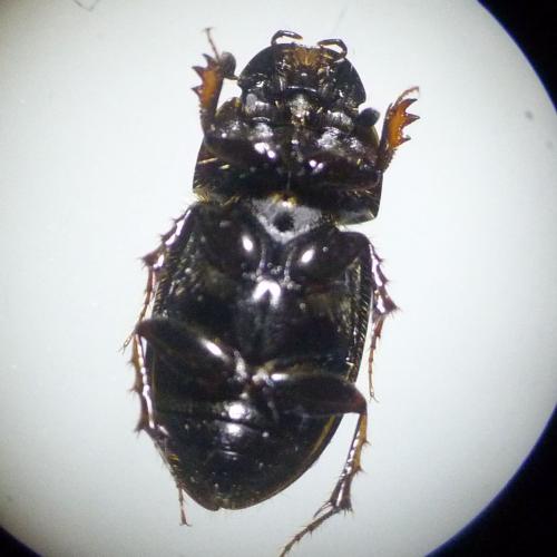 Melinopterus prodromus