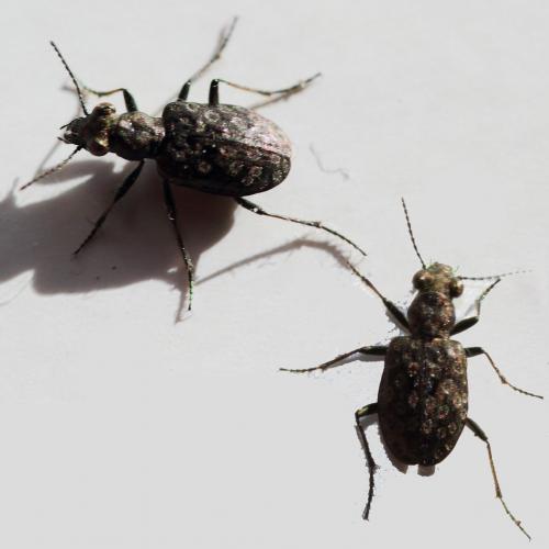 Réf. 130 450 : Elaphrus riparius
