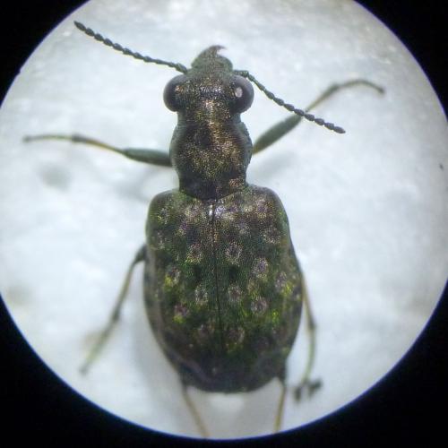 Réf. 130 689 : Elaphrus riparius