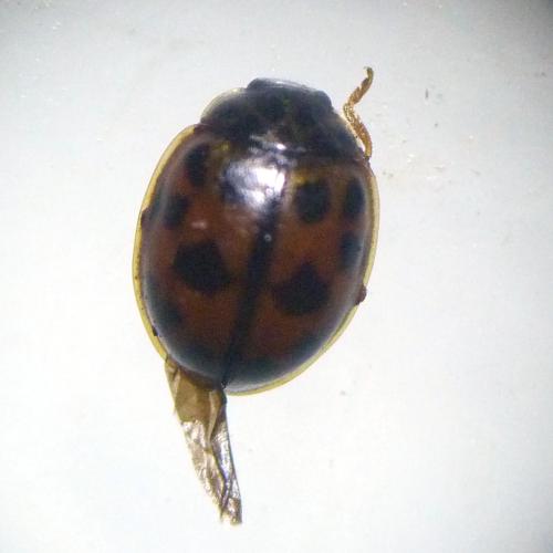 Oenopia conglobata