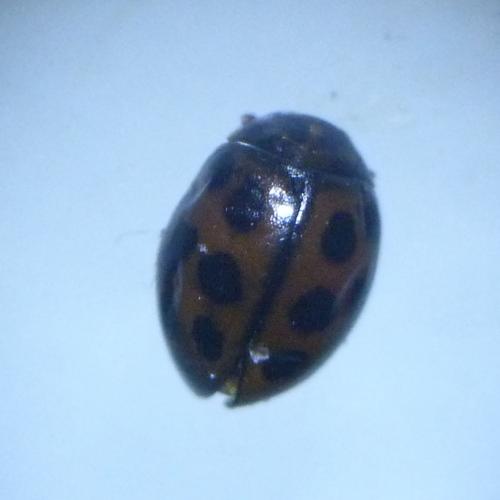 Tytthaspis sedecimpunctata