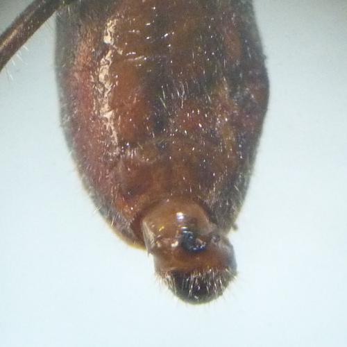 Réf. 130 291 : Coranus woodroffei