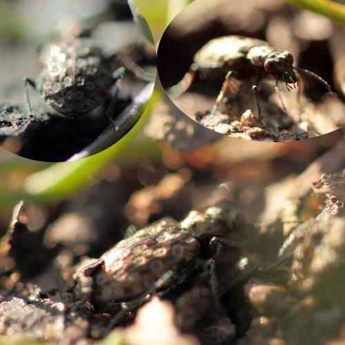 Elaphrus riparius