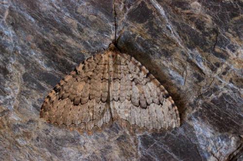 Réf. 130 311 : Triphosa tauteli