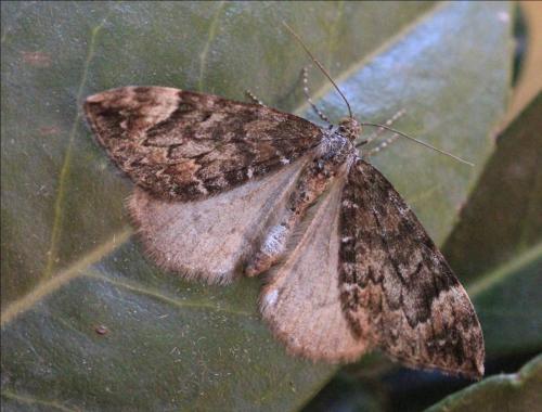 Dysstroma citrata