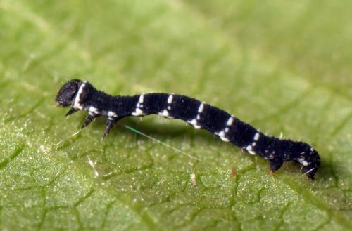 Lycia sp.